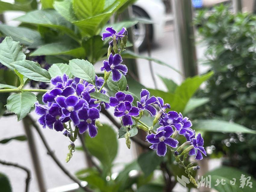 万能捕鱼辅助器
